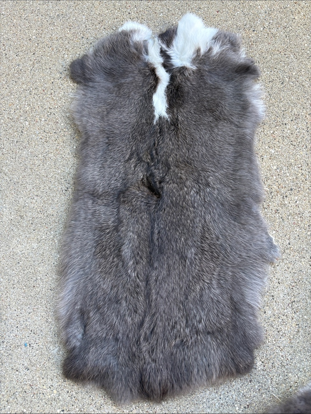 B0172 rabbit pelt